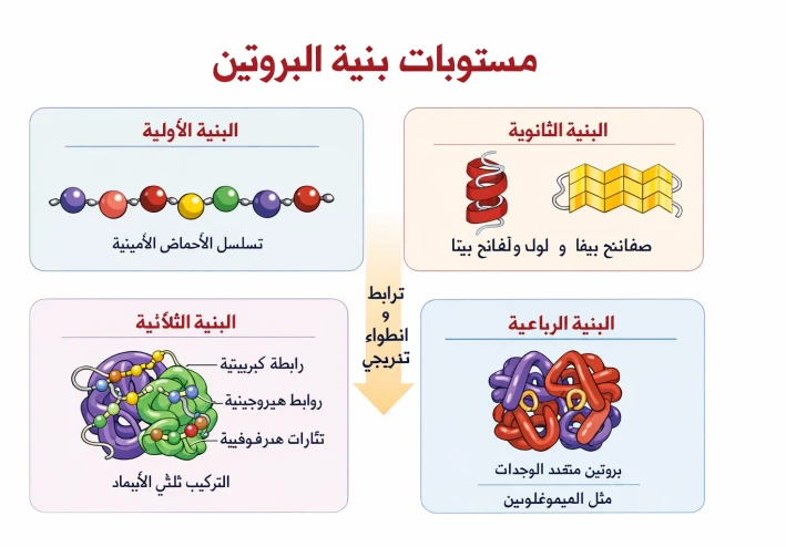 العلاقة بين بنية وتركيب البروتين