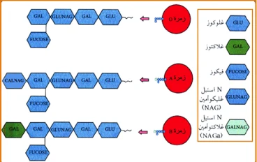 الذات واللاذات لمادة  العلوم الطبيعية والحياة