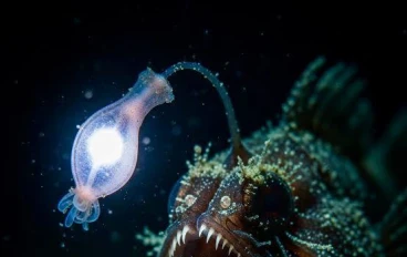 اسرار و غرائب البحار