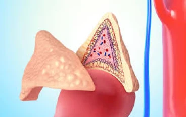  "الكورتيزول لص هرمون الاستروجين"