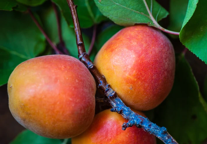 ماذا تعرف عن فاكهة  المانجو؟