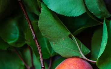 ماذا تعرف عن فاكهة  المانجو؟