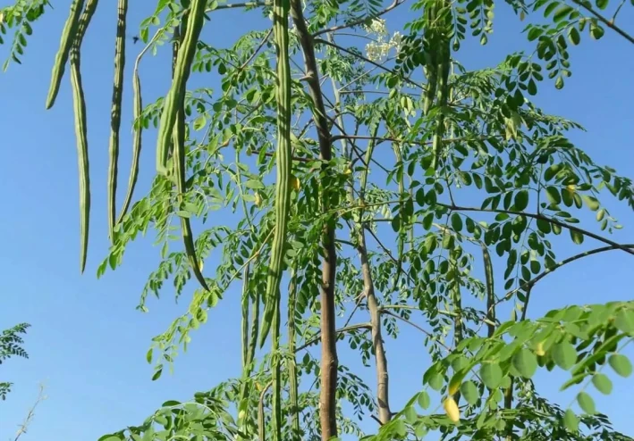 المورينجا: الشجرة المعجزة وكنز الغذاء المفقود (خيار قوي وشامل).