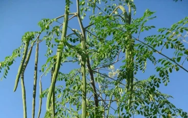 المورينجا: الشجرة المعجزة وكنز الغذاء المفقود (خيار قوي وشامل).