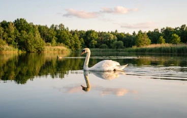 طائر التم (Cygnus): دليل شامل عن أجمل الطيور المائية وأسرار حياتها