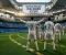 صورة مقال ريال مدريد: إمبراطورية كرة القدم وقصة الأساطير الذين صنعوا مجد القلعة البيضاء