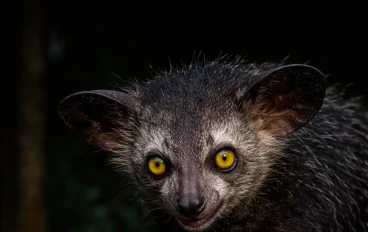 🔥 "حيوان مرعب يطرق الأشجار في الظلام! السر الصادم وراء الأي-أي الذي حيّر العلماء!"