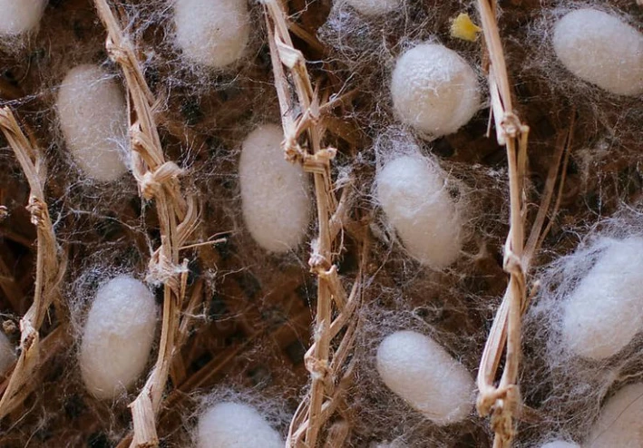 كيفية الحصول على الحرير الطبيعي خطوة بخطوة: دليل شامل لتربية دودة القز وإنتاج الحرير عالي الجودة