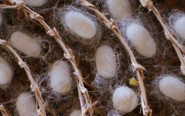 كيفية الحصول على الحرير الطبيعي خطوة بخطوة: دليل شامل لتربية دودة القز وإنتاج الحرير عالي الجودة