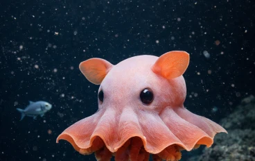 "الأخطبوط دامبو: كائن كرتوني حقيقي يعيش في أخطر أعماق الأرض!"