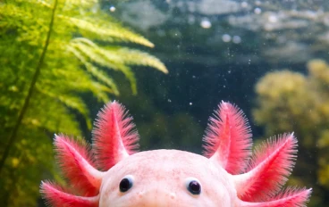 🦎 الأكسولوتل العجيب: الكائن الذي يتحدى الطبيعة ويذهل العلماء بقدرته على التجدد. 