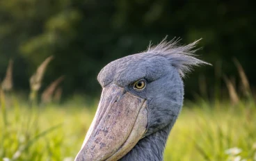 🐦 طائر الحذاء: مخلوق مرعب بوجه ديناصور يحدق فيك بلا حركة!