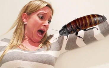 كيف تتغلب على فوبيا الحيوانات والحشرات بخطوات فعالة.