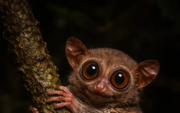 😱 عيونه أكبر من دماغه! الترسير… أغرب صياد ليلي لن تصدق حقيقته. 