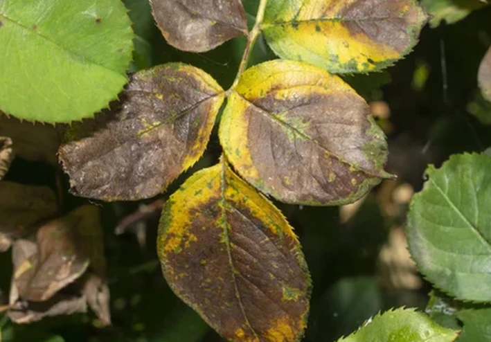 حل مشكلة جفاف واحتراق أطراف أوراق النباتات المنزلية: دليل الإنقاذ الشامل