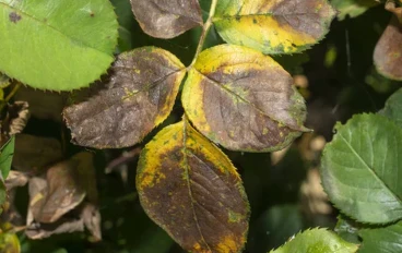 حل مشكلة جفاف واحتراق أطراف أوراق النباتات المنزلية: دليل الإنقاذ الشامل