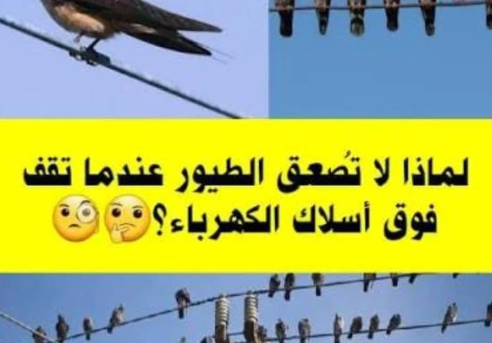 لماذا لا تُصعق الطيور بالكهرباء عند وقوفها على الأسلاك؟ إليك التفسير العلمي الذي لا يعرفه معظم الناس!