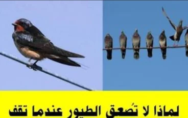 لماذا لا تُصعق الطيور بالكهرباء عند وقوفها على الأسلاك؟ إليك التفسير العلمي الذي لا يعرفه معظم الناس!