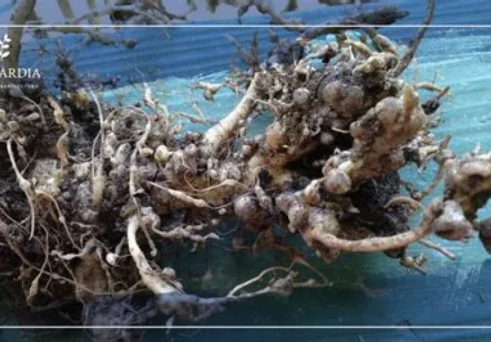 دليل الطوارئ لعلاج اصفرار أوراق النباتات المنزلية: كيف تفرق بين الغرق ونقص الغذاء؟" يركز على القيمة التعليمية والحلول العملية