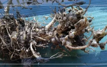 دليل الطوارئ لعلاج اصفرار أوراق النباتات المنزلية: كيف تفرق بين الغرق ونقص الغذاء؟" يركز على القيمة التعليمية والحلول العملية