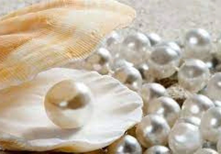 حجر اللؤلؤ: الجوهرة البحرية الفريدة وأسرارها المدهشة