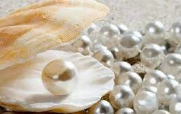 حجر اللؤلؤ: الجوهرة البحرية الفريدة وأسرارها المدهشة