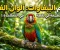 article image for الببغاوات من أجمل وأذكى الطيور في العالم