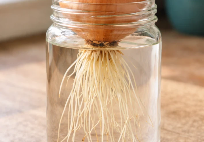 كيفية زراعة البصل الأخضر في المنزل بدون تربة وفوائده الصحية