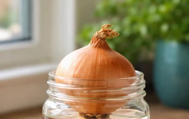 كيفية زراعة البصل الأخضر في المنزل بدون تربة وفوائده الصحية