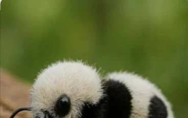 "حشرة تشبه الباندا… لكن لا تقترب منها أبدًا! قصة النملة الباندا"