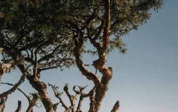 أغرب جريمه الحقيقية في التاريخ: عندما يتجاوز الواقع حدود الخيال!