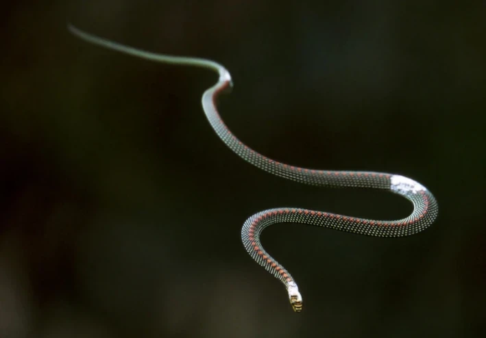 🐍 الأفعى الطائرة: لن تصدق كيف يطير هذا الثعبان بدون أجنحة!