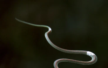 🐍 الأفعى الطائرة: لن تصدق كيف يطير هذا الثعبان بدون أجنحة!