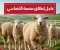 صورة مقال إطلاق منصة "أضاحي" الرقمية لاقتناء المواشي المستوردة استعدادًا لعيد الأضحى 2026