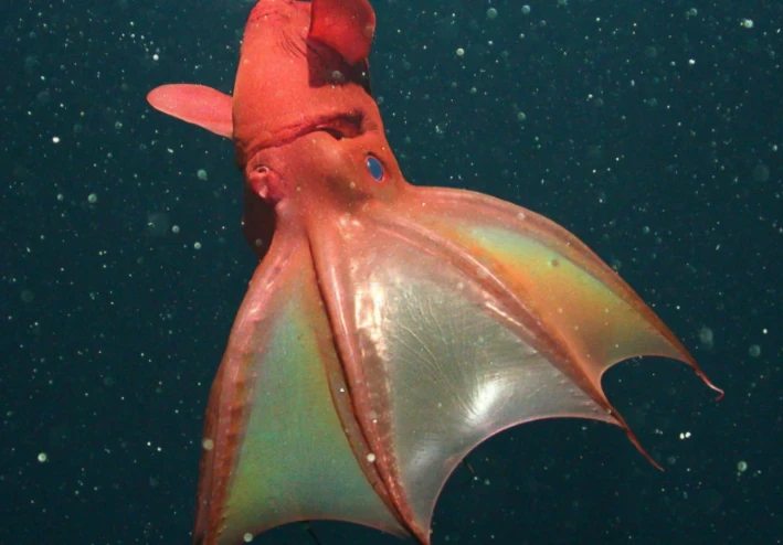 😱 كائن من الجحيم! أسرار الأخطبوط مصاص الدماء التي لم تسمع بها من قبل.