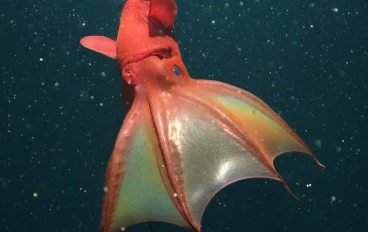 😱 كائن من الجحيم! أسرار الأخطبوط مصاص الدماء التي لم تسمع بها من قبل. 