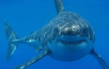 سفاح الأعماق: لماذا يعتبر القرش الكابوس الحي الذي يسكن محيطاتنا؟ 🦈💀