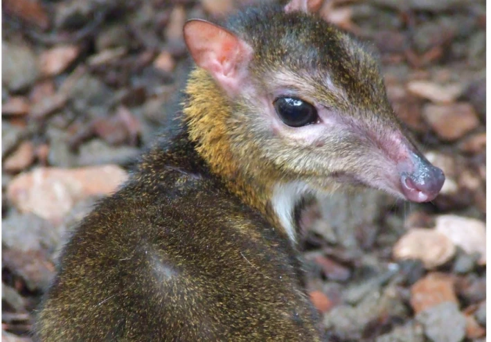 🦌 كائن بحجم فأر يخدع الغابة كلها! قصة غزال الفأر المدهشة.