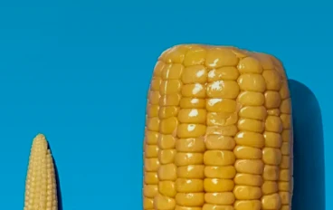 لماذا تزرع ألاسكا أكبر الخضروات في العالم؟