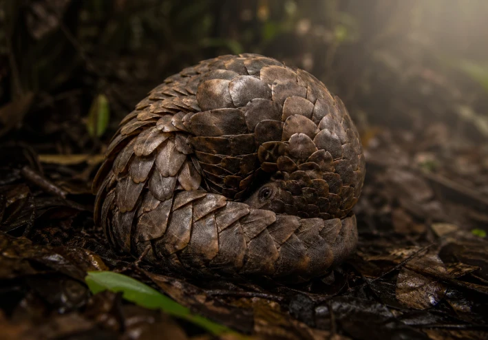 حيوان البنغول الكائن الغامض ذو الدروع الطبيعية