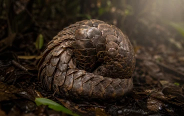 حيوان البنغول الكائن الغامض ذو الدروع الطبيعية