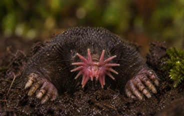 حيوان طوبين نجمي الخطم أسرع صياد على وجه الأرض