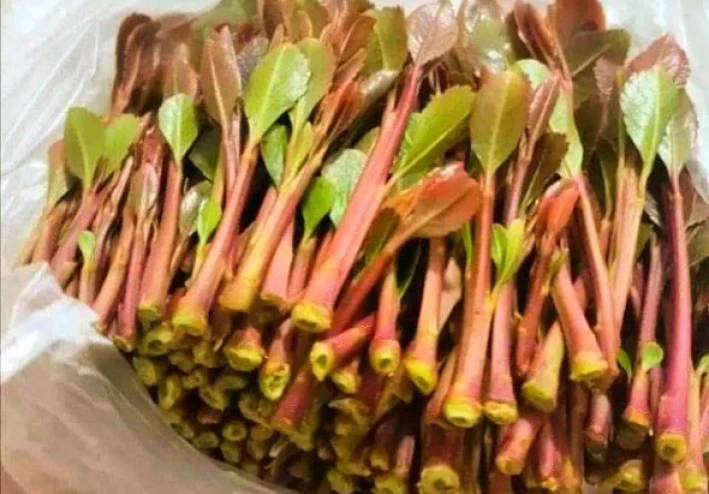 "ماذا يحدث لجسمك في أول ساعة من التخزين؟ (دراسة ستغير نظرتك للقات في اليمن)."