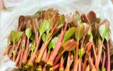 "ماذا يحدث لجسمك في أول ساعة من التخزين؟ (دراسة ستغير نظرتك للقات في اليمن)."