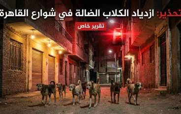 مليون كلب في شوارع مصر.. أزمة تهدد حياة المواطنين