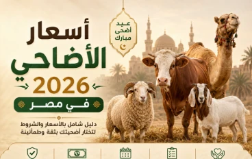 أسعار الأضاحي 2026 في مصر: دليل شامل بالأسعار الحقيقية والشروط والأحكام