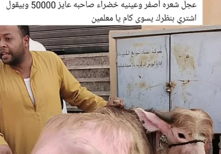 عجل بملامح غير مألوفة يثير تفاعلًا واسعًا بسبب سعره البالغ 50 ألف جنيه