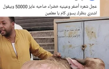 عجل بملامح غير مألوفة يثير تفاعلًا واسعًا بسبب سعره البالغ 50 ألف جنيه