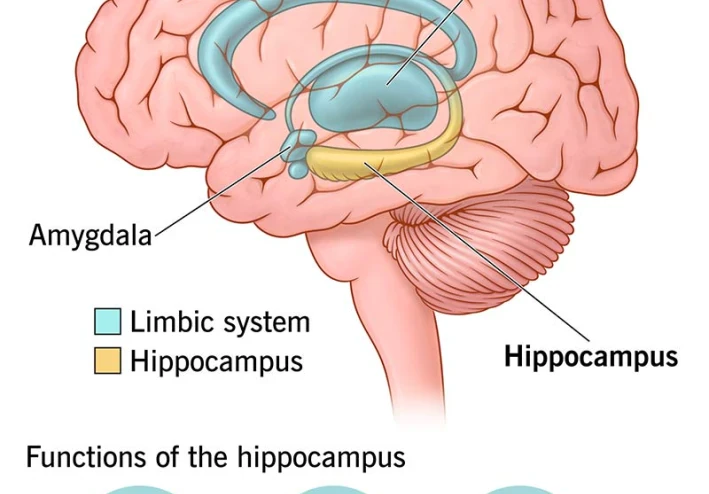 The Hippocampus and Hyperthymesia: The Science of Never Forgetting