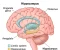صورة مقال The Hippocampus and Hyperthymesia: The Science of Never Forgetting